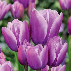 Purple Elegance