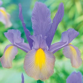 Mystic Beauty