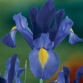 Sapphire Beauty