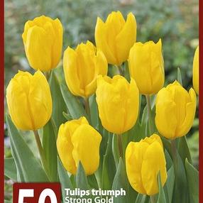 Strong Gold 10x50