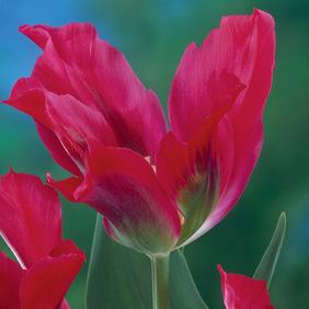 Pimpernel