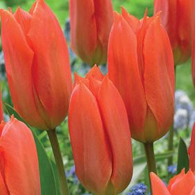 Orange Brilliant