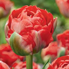 Bombastic Red