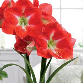Stargazer (D)