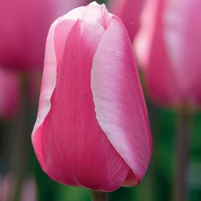 Pink Proud