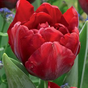 Scarlet Verona