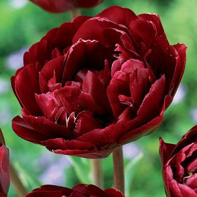 Cranberry Kiss
