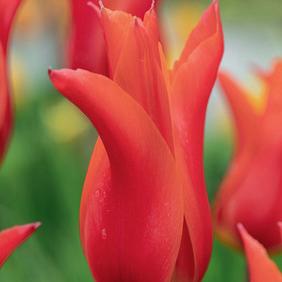 Dutch Dancer