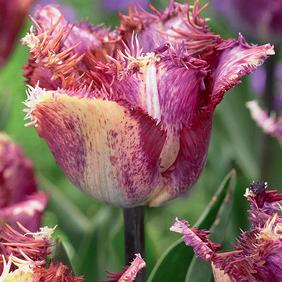 Colour Fusion