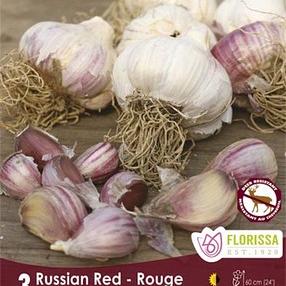 Russian Red