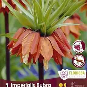 Rubra