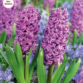 Purple Sensation