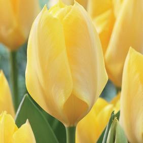 Yellow Empress