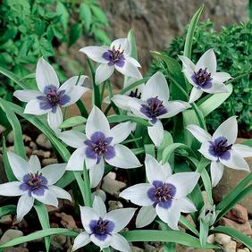 Humilis Alba
