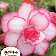 Bouton de Rose