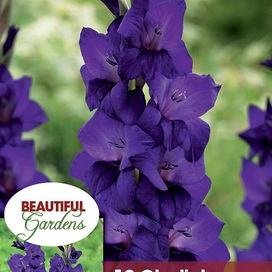 Purple Flora