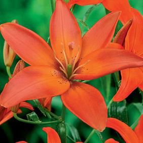 Mandarin Star
