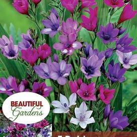 Stricta Mixed