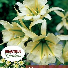 Sulphur Queen