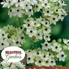 arabicum