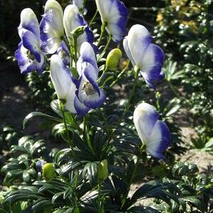 Bicolor (x 25)
