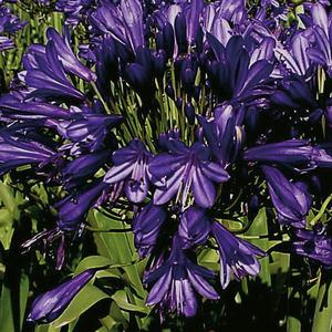 Blue Velvet (x 25)