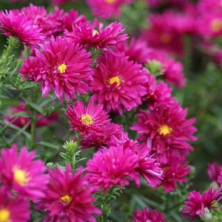 Royal Ruby (x 25)