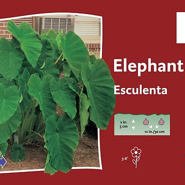 esculenta