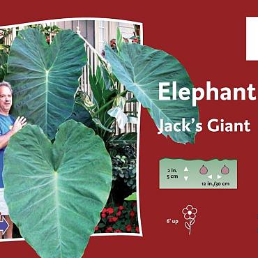 Jack`s Giant