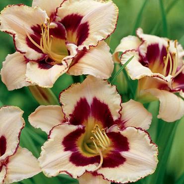 Canadian Border Patrol