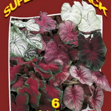 Caladium Mixed 20x6