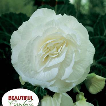 Double Camelia White