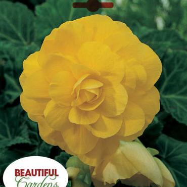 Double Camelia Yellow