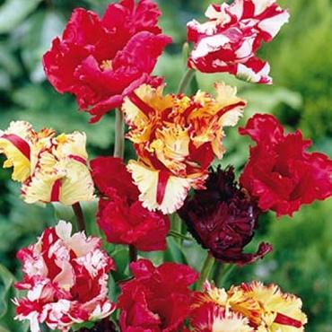 Mixed Parrot Tulips