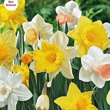 Mixed Large Cup & Trumpet