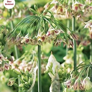 siculum Bulgaricum