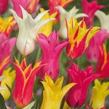 Lily Flowering Mixed