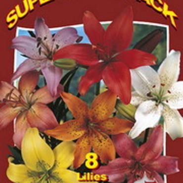 Lilium Asiatic Mix 20x6