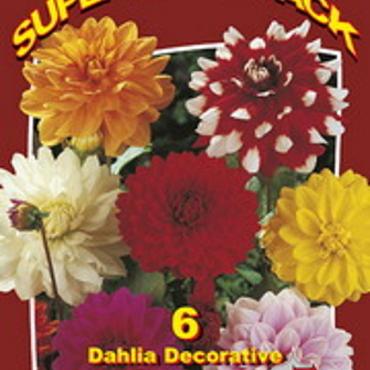 Dahlia Decorative 15x6