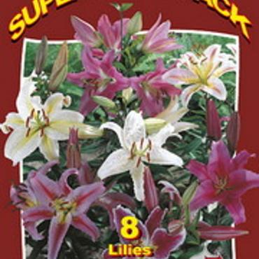Lilium Oriental Mixed 20x6