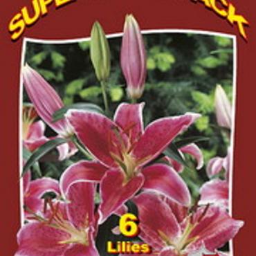 Lilium Oriental Stargazer 20x6
