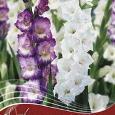 Some Enchanted Evening (Spring)