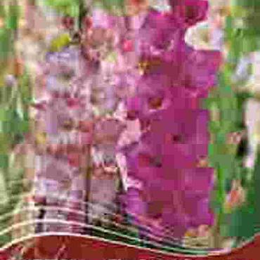 The Days of Wine and Roses