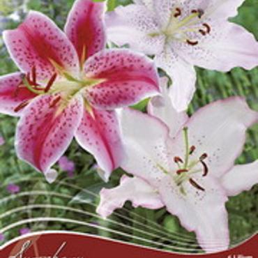 My Fair Lady Spring