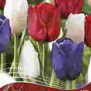 The Stars and Stripes Forever