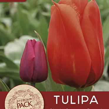 Giant Orange Sunrise