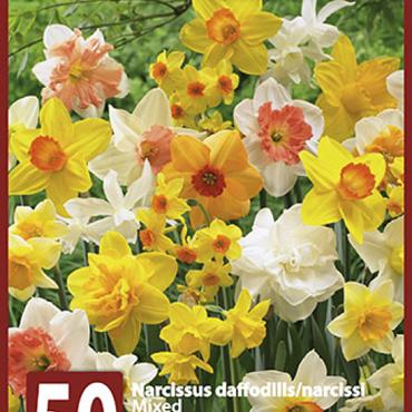 Mixed Narcissi 10x50