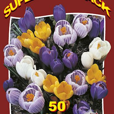 Crocus Mixed 20x50