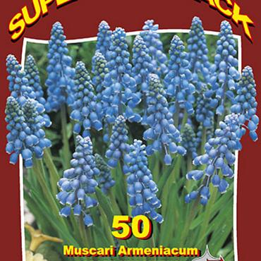 Grape Hyacinths 20x50