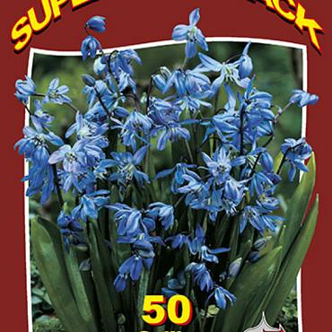 Scilla Siberica 20x50